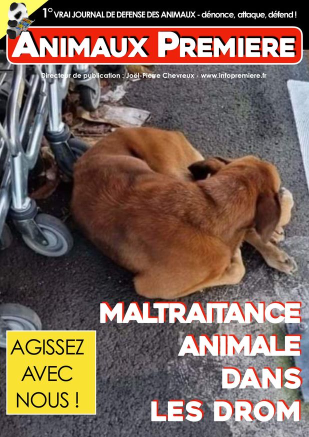 Maltraitance animale dans les DROM, réagissons maintenant !