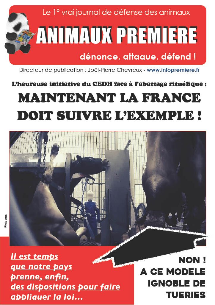 Bientôt en France, des abattages d'animaux préalablement étourdis ?
