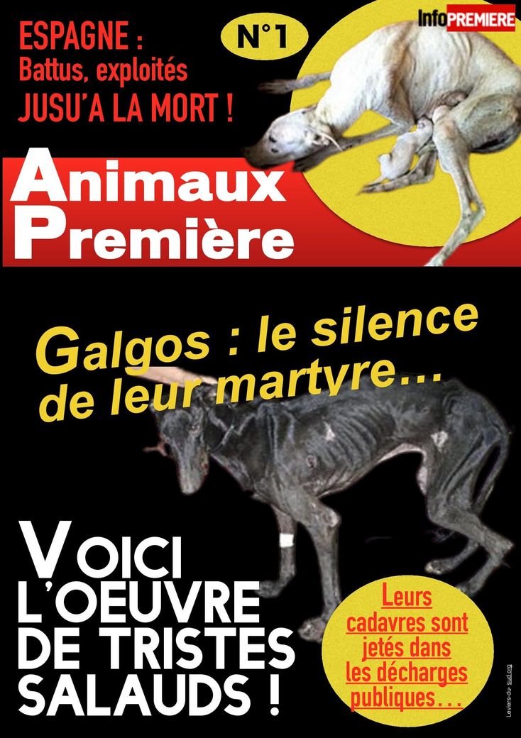 Espagne : chiens Galgos la mort en silence !