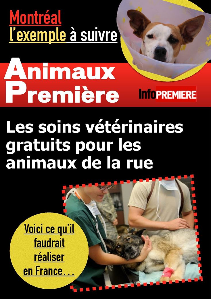 Exemple à suivre : soins vétérinaires pour les animaux de la rue