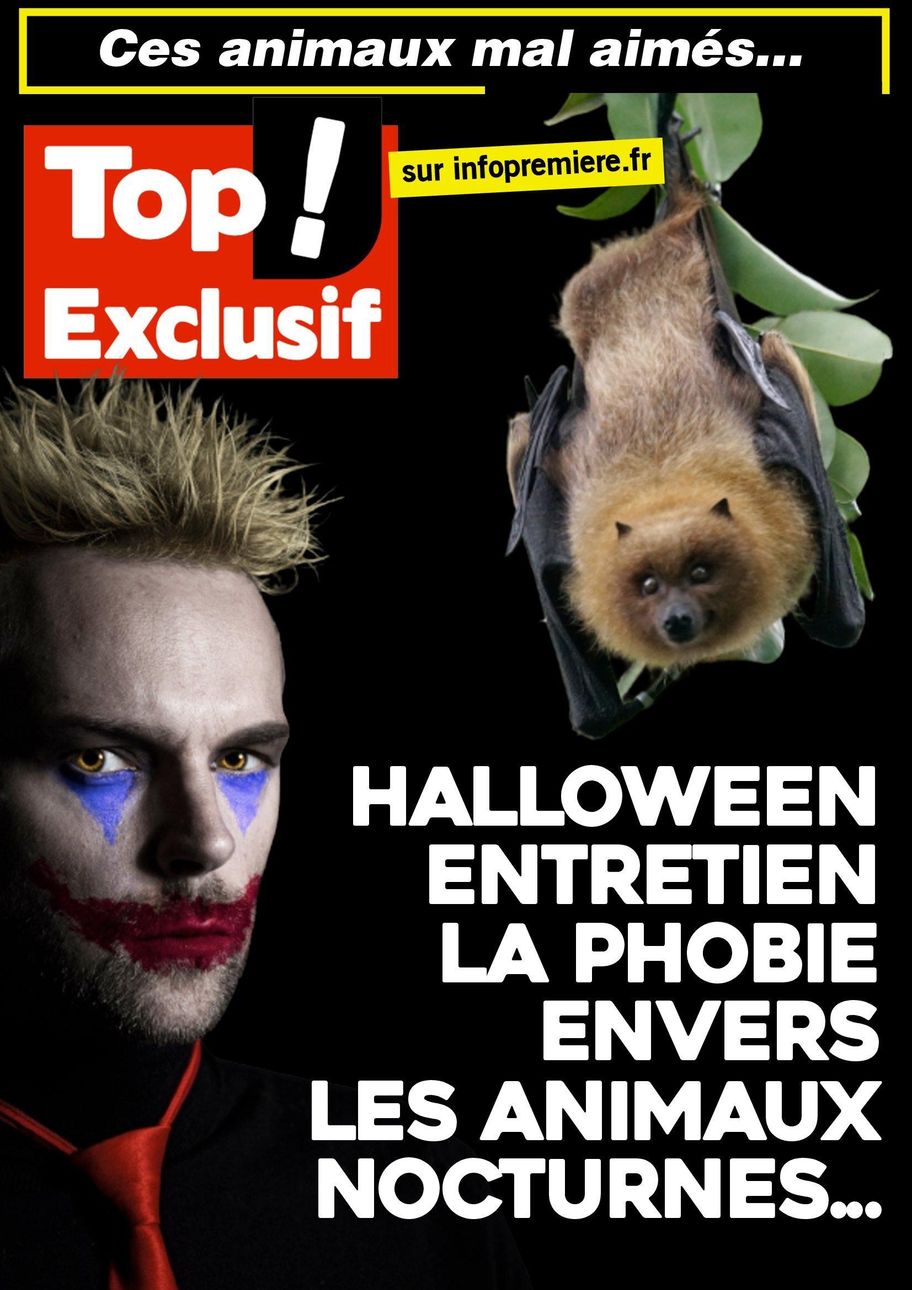 Halloween entretien la phobie envers les animaux nocturnes...