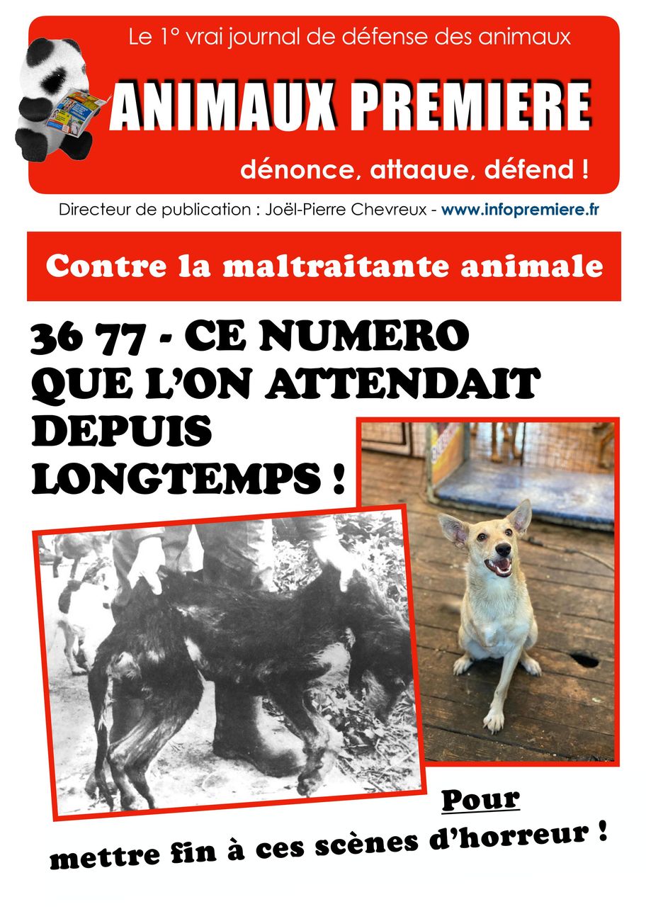 Maltraitance animale : 3677 le numéro que l’on attendait !