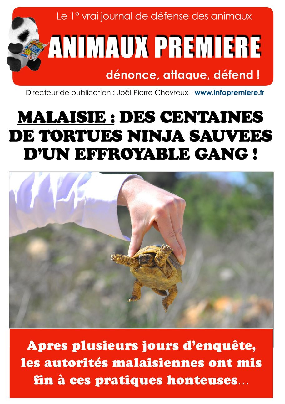 Malaisie : des centaines de tortues Ninja sauvées d'un effroyable gang