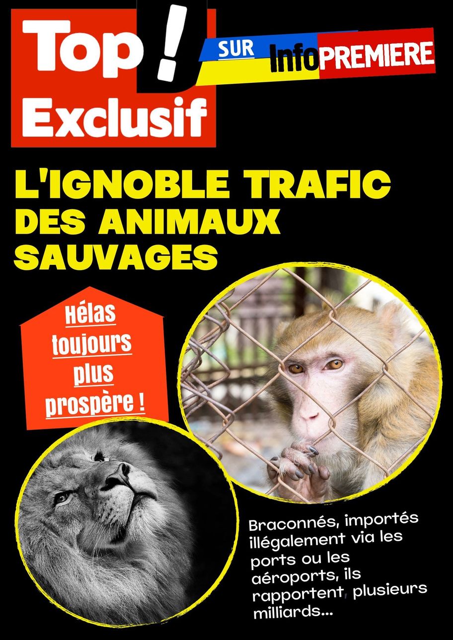 L’ignoble trafic des animaux sauvages toujours plus prospère !