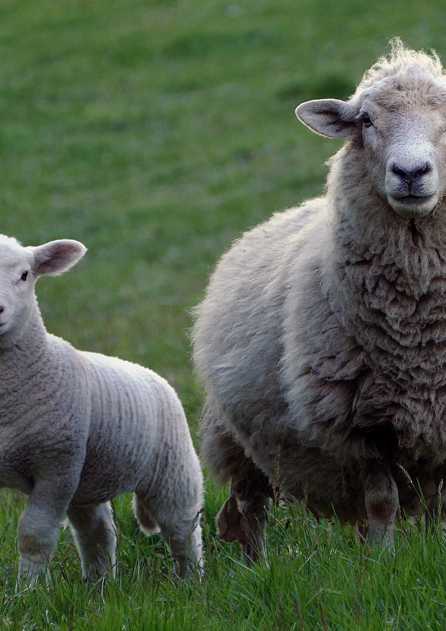 image : deux moutons dans un pré vert