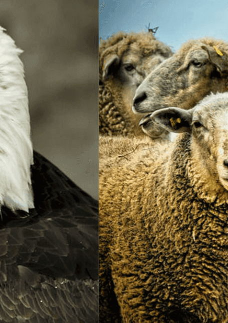 Aigle ou mouton ?