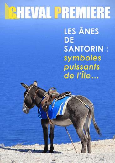 Les ânes de Santorin, puissants symboles de l'ïle