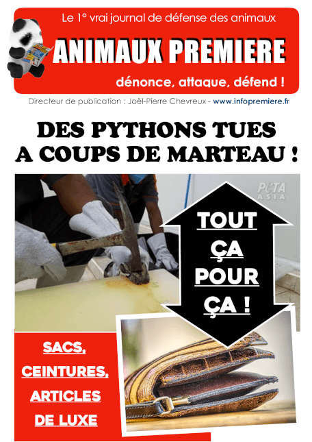 Des pythons tués à coups de marteaux !