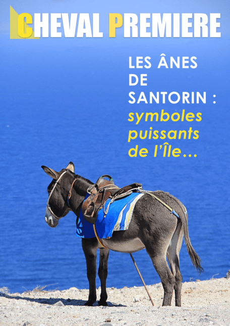 Les ânes de Santorin, puissants symboles de l'ïle