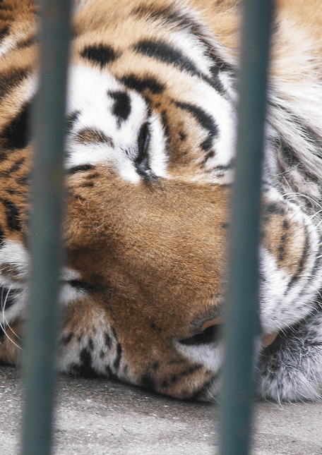 image : un tigne couché dans sa cage